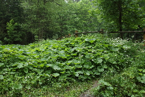  ( - 122_018)  @11 [ ] CreativeCommons-Attribution Non-Commercial Share-Alike (2019) Kostrzyca Forest Gene Bank Kostrzyca Forest Gene Bank