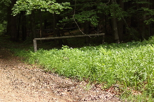  ( - 122_032)  @11 [ ] CreativeCommons-Attribution Non-Commercial Share-Alike (2019) Kostrzyca Forest Gene Bank Kostrzyca Forest Gene Bank
