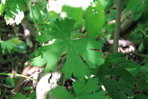  ( - 130_003)  @11 [ ] CreativeCommons-Attribution Non-Commercial Share-Alike (2019) Kostrzyca Forest Gene Bank Kostrzyca Forest Gene Bank