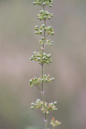  ( - 137_002)  @11 [ ] CreativeCommons-Attribution Non-Commercial Share-Alike (2019) Kostrzyca Forest Gene Bank Kostrzyca Forest Gene Bank