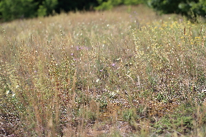  ( - 137_031)  @11 [ ] CreativeCommons-Attribution Non-Commercial Share-Alike (2019) Kostrzyca Forest Gene Bank Kostrzyca Forest Gene Bank