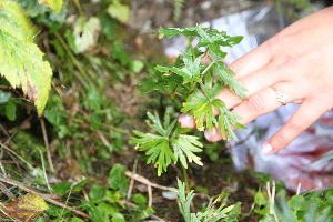  ( - 141_002)  @11 [ ] CreativeCommons-Attribution Non-Commercial Share-Alike (2019) Kostrzyca Forest Gene Bank Kostrzyca Forest Gene Bank