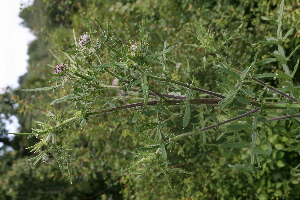  (Cirsium - 194_010)  @11 [ ] CreativeCommons-Attribution Non-Commercial Share-Alike (2021) Kostrzyca Forest Gene Bank Kostrzyca Forest Gene Bank