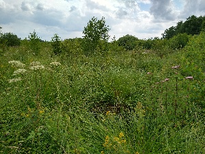  ( - 206_018)  @11 [ ] CreativeCommons - Attribution Share-Alike (2022) Unspecified Kostrzyca Forest Gene Bank