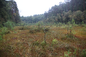  ( - 209_042)  @11 [ ] CreativeCommons-Attribution Non-Commercial Share-Alike (2021) Kostrzyca Forest Gene Bank Kostrzyca Forest Gene Bank