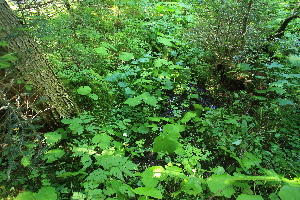  ( - 213_021)  @11 [ ] CreativeCommons-Attribution Non-Commercial Share-Alike (2021) Kostrzyca Forest Gene Bank Kostrzyca Forest Gene Bank