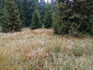  ( - 225_002)  @11 [ ] CreativeCommons-Attribution Non-Commercial Share-Alike (2021) Kostrzyca Forest Gene Bank Kostrzyca Forest Gene Bank
