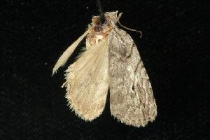  ( - moth938.01)  @12 [ ] CreativeCommons - Attribution (2010) CBG Photography Group Centre for Biodiversity Genomics