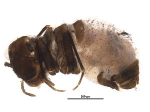  ( - BIOUG30952-A04)  @11 [ ] CreativeCommons - Attribution (2017) CBG Photography Group Centre for Biodiversity Genomics