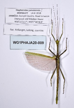  ( - WG1PHAJA20-009)  @11 [ ] Copyright (2020) Philippe Lelong Association pour la Systématique des Phasmes et l'Etude de leur Répartition