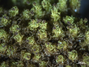  ( - BHAK-3840)  @11 [ ] CreativeCommons Attribution Non-Commercial No Derivatives (2025) Matt Lemay Hakai Institute