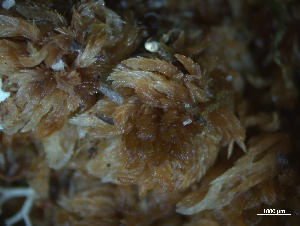  (Sphagnum fuscum - BHAK-3818)  @11 [ ] CreativeCommons Attribution Non-Commercial No Derivatives (2025) Matt Lemay Hakai Institute