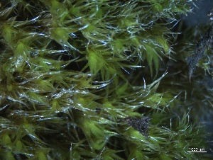  ( - BHAK-5519)  @11 [ ] CreativeCommons Attribution Non-Commercial No Derivatives (2025) Matt Lemay Hakai Institute