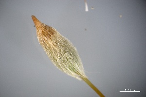  ( - BHAK-3819)  @11 [ ] CreativeCommons Attribution Non-Commercial No Derivatives (2025) Matt Lemay Hakai Institute