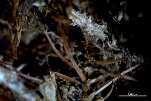  ( - BHAK-3819)  @11 [ ] CreativeCommons Attribution Non-Commercial No Derivatives (2025) Matt Lemay Hakai Institute