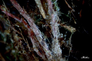  ( - BHAK-3819)  @11 [ ] CreativeCommons Attribution Non-Commercial No Derivatives (2025) Matt Lemay Hakai Institute