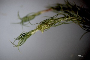  ( - BHAK-3813)  @11 [ ] CreativeCommons Attribution Non-Commercial No Derivatives (2025) Matt Lemay Hakai Institute