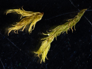  ( - BHAK-3804)  @11 [ ] CreativeCommons Attribution Non-Commercial No Derivatives (2025) Matt Lemay Hakai Institute