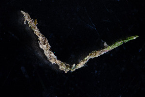  ( - BHAK-16523)  @11 [ ] CreativeCommons Attribution Non-Commercial No Derivatives (2025) Matt Lemay Hakai Institute