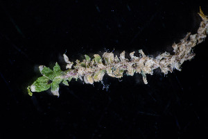  ( - BHAK-16523)  @11 [ ] CreativeCommons Attribution Non-Commercial No Derivatives (2025) Matt Lemay Hakai Institute