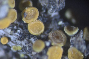  (Caloplaca oregona - L-839)  @11 [ ] CreativeCommons Attribution Non-Commercial No Derivatives (2018) Matt Lemay Hakai Institute