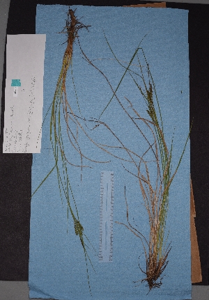  (Carex lenticularis var. lipocarpa - BHAK-05606)  @11 [ ] CreativeCommons - Attribution No Derivatives (2018) Hakai Institute Hakai Institute