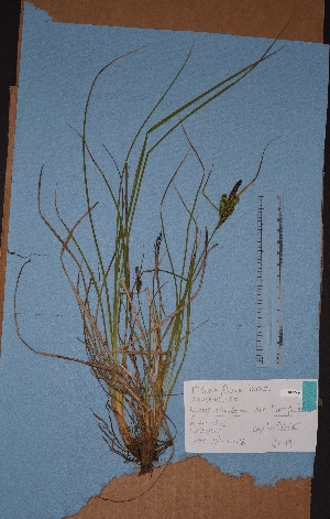  (Carex lenticularis limnophila - BHAK-05664)  @11 [ ] CreativeCommons - Attribution No Derivatives (2018) Hakai Institute Hakai Institute
