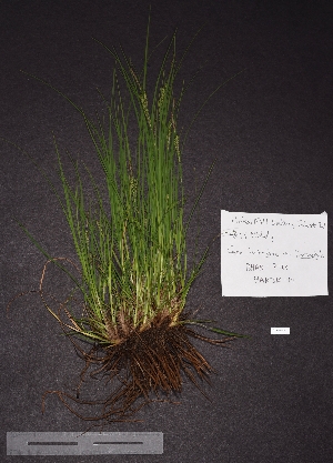  (Carex lenticularis var. limnophila - BHAK-07463)  @11 [ ] CreativeCommons - Attribution No Derivatives (2018) Hakai Institute Hakai Institute
