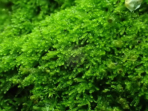  (Cephaloziella turneri - BHAK-16522)  @11 [ ] CreativeCommons Attribution Non-Commercial No Derivatives (2025) Matt Lemay Hakai Institute