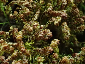  (Scapania americana - BHAK-16530)  @11 [ ] CreativeCommons Attribution Non-Commercial No Derivatives (2025) Matt Lemay Hakai Institute