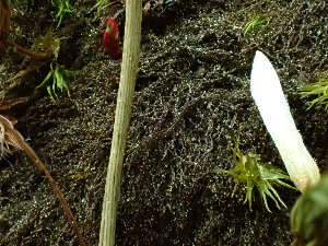  (Cephaloziella divaricata - BHAK-16528)  @11 [ ] CreativeCommons Attribution Non-Commercial No Derivatives (2025) Matt Lemay Hakai Institute