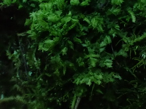  ( - BHAK-16533)  @11 [ ] CreativeCommons Attribution Non-Commercial No Derivatives (2025) Matt Lemay Hakai Institute