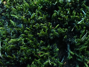  (Grimmia arcuatifolia - BHAK-16532)  @11 [ ] CreativeCommons Attribution Non-Commercial No Derivatives (2025) Matt Lemay Hakai Institute