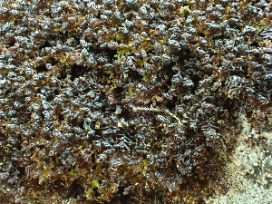  ( - BHAK-16536)  @11 [ ] CreativeCommons Attribution Non-Commercial No Derivatives (2025) Matt Lemay Hakai Institute