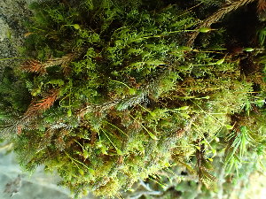  (Cynodontium jenneri - BHAK-16539)  @11 [ ] CreativeCommons Attribution Non-Commercial No Derivatives (2025) Matt Lemay Hakai Institute