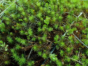  (Polytrichum commune - BHAK-16542)  @11 [ ] CreativeCommons Attribution Non-Commercial No Derivatives (2025) Matt Lemay Hakai Institute