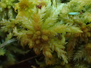  (Sphagnum palustre - BHAK-16555)  @11 [ ] CreativeCommons Attribution Non-Commercial No Derivatives (2025) Matt Lemay Hakai Institute