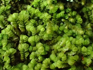  ( - BHAK-16564)  @11 [ ] CreativeCommons Attribution Non-Commercial No Derivatives (2025) Matt Lemay Hakai Institute