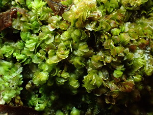  ( - BHAK-16564)  @11 [ ] CreativeCommons Attribution Non-Commercial No Derivatives (2025) Matt Lemay Hakai Institute