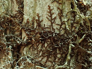  ( - BHAK-16567)  @11 [ ] CreativeCommons Attribution Non-Commercial No Derivatives (2025) Matt Lemay Hakai Institute