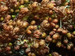  ( - BHAK-16569)  @11 [ ] CreativeCommons Attribution Non-Commercial No Derivatives (2025) Matt Lemay Hakai Institute