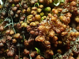  ( - BHAK-16569)  @11 [ ] CreativeCommons Attribution Non-Commercial No Derivatives (2025) Matt Lemay Hakai Institute