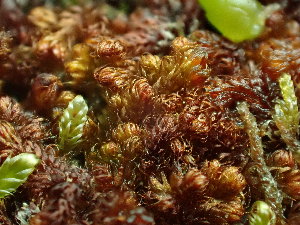  ( - BHAK-16569)  @11 [ ] CreativeCommons Attribution Non-Commercial No Derivatives (2025) Matt Lemay Hakai Institute