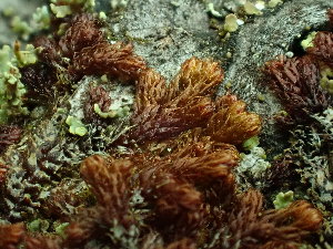  ( - BHAK-16569)  @11 [ ] CreativeCommons Attribution Non-Commercial No Derivatives (2025) Matt Lemay Hakai Institute