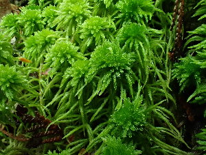  (Sphagnum rubiginosum - BHAK-16579)  @11 [ ] CreativeCommons Attribution Non-Commercial No Derivatives (2025) Matt Lemay Hakai Institute