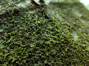  ( - BHAK-16580)  @11 [ ] CreativeCommons Attribution Non-Commercial No Derivatives (2025) Matt Lemay Hakai Institute