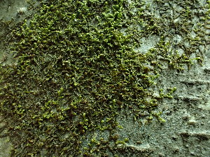  ( - BHAK-16580)  @11 [ ] CreativeCommons Attribution Non-Commercial No Derivatives (2025) Matt Lemay Hakai Institute