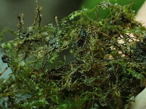  ( - BHAK-16581)  @11 [ ] CreativeCommons Attribution Non-Commercial No Derivatives (2025) Matt Lemay Hakai Institute