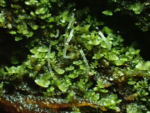  ( - BHAK-16584)  @11 [ ] CreativeCommons Attribution Non-Commercial No Derivatives (2025) Matt Lemay Hakai Institute