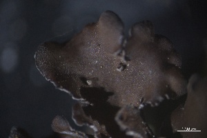  ( - L-848)  @11 [ ] CreativeCommons Attribution Non-Commercial No Derivatives (2018) Matt Lemay Hakai Institute